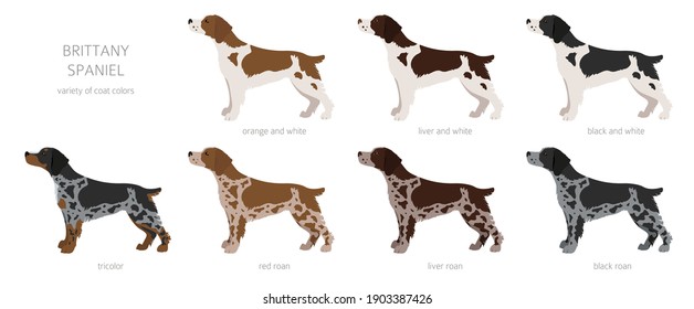 3,468 Brittany Cartoon Images, Stock Photos & Vectors | Shutterstock