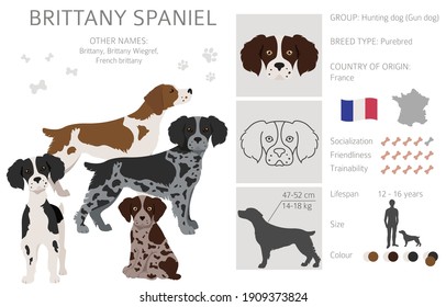 Brittany spaneil clipart. Different poses set. Adult and puppy dogs infographic. Vector illustration