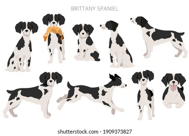 Brittany spaneil clipart. Different poses set. Adult and puppy dogs infographic. Vector illustration