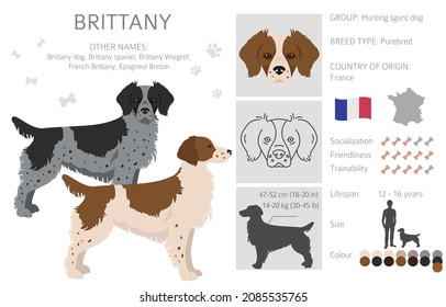 Brittany spaneil color varieties clipart. Different poses set. Dog infographics collection. Vector illustration