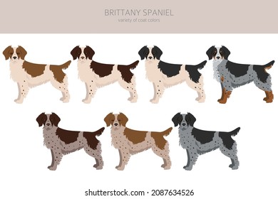 Brittany spaneil color varieties clipart. Different poses set. Dog infographics collection. Vector illustration