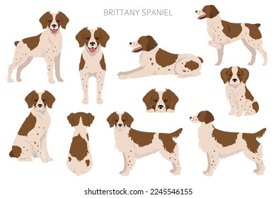 Brittany spaneil color varieties clipart. Different poses set. Dog infographics collection. Vector illustration