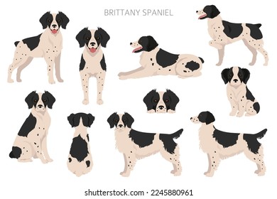 Brittany spaneil color varieties clipart. Different poses set. Dog infographics collection. Vector illustration