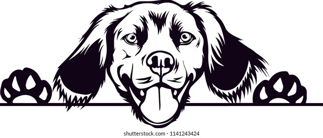 Brittany Spaniel dog breed pet