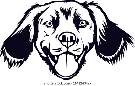 Brittany Spaniel dog breed pet