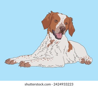 Brittany Spaniel Dog French Brittanys Lying Down