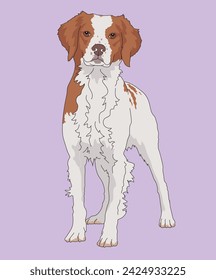 Brittany Spaniel French Brittanys Dog Standing Front View