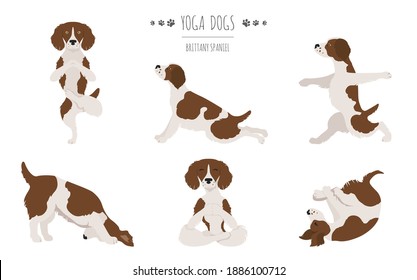 Brittany spaniel yoga. Yoga dogs poses and exercises. Vector illustration