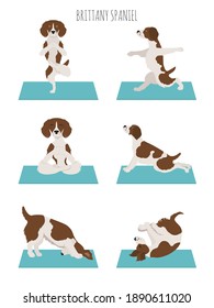 Brittany spaniel yoga. Yoga dogs poses and exercises. Vector illustration