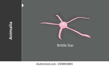 Brittle Star Animals são organismos eucarióticos multicelulares no reino biológico Animalia. Com poucas exceções, os animais consomem matéria orgânica, respiram oxigênio, têm miócitos e são capazes de se mover