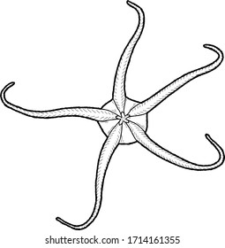 Brittle Star Vector Illustration Hand Drawn Animal Cartoon Art