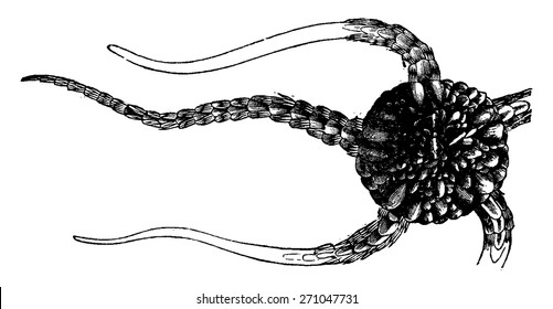 Brittle star, vintage engraved illustration. La Vie dans la nature, 1890.