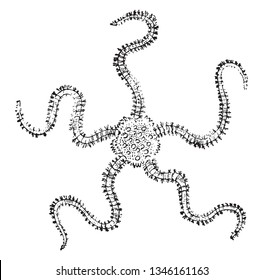 Brittlestar in which the arms of the brittlestar are more flexible than those of the starfish, vintage line drawing or engraving illustration.