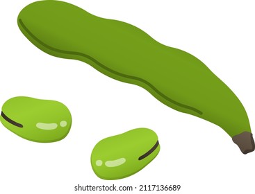 Broad bean isolated vector illustration.