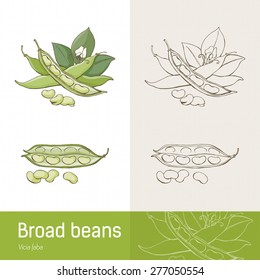 Broad beans or fava beans hand drawn botanical drawing