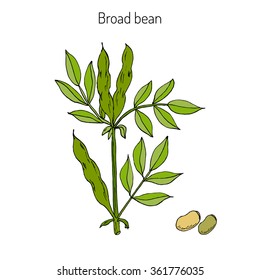 Broad beans or fava beans hand drawn. Vector illustration