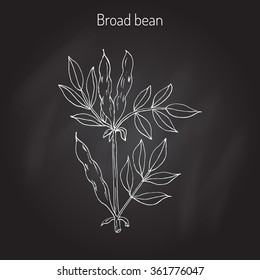 Broad Beans Fava Beans Hand Drawn Stock Vector (Royalty Free) 361776047 ...