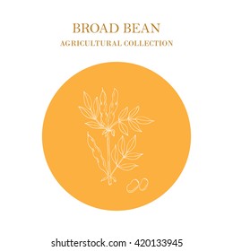 Broad beans or fava beans hand drawn. Agricultural collection.  Vector illustration