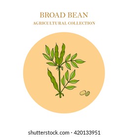 Broad beans or fava beans hand drawn. Vector illustration