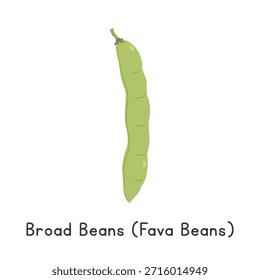Frijoles anchos (Vicia faba) Clipart de dibujos animados de Ilustración vectorial, vegetal en estilo plano. También se llama Habas, Frijoles de caballo, Frijoles de campo. Concepto de leguminosa. Diseño común del Vector vegetal