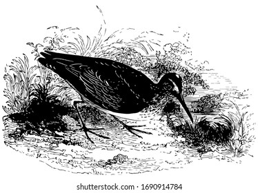 El Sandpiper de Facturación Amplia es de 10 cm de largo, dibujo de línea vintage o ilustración grabadora.