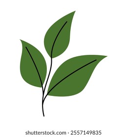 Broad Leaf Vector Illustration. Good for Botanical and Nature Art.