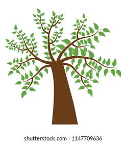 
A broad leaved tree with wide trunk in summer season 
