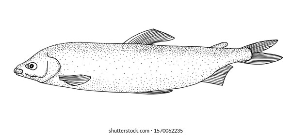 Broad whitefish (Coregonus nasus) and heads of other whitefish species ((Prosopium cylindraceum, Coregonus lavaretus, Coregonus autumnalis). Black and white hand drawing realistic vector image.