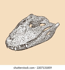 Broad Snouted Caiman Skull Head Vector Illustration