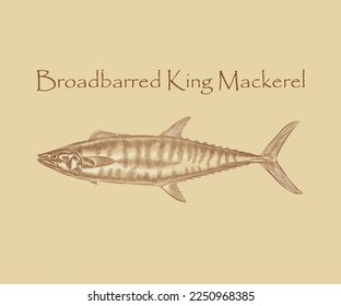 Broadbarred king mackerel fish Illustration with details and highlight in engraving styler.