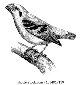 A Broadbill Sitting on a Tree Branch which is bright green with large black post auricular, vintage line drawing or engraving illustration.