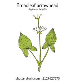 Broadleaf arrowhead, or duck-potato (Sagittaria latifolia), edible and medicinal plant. Hand drawn botanical vector illustration