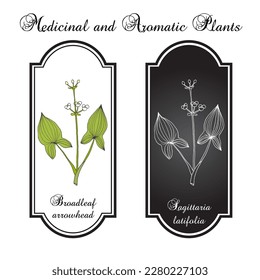 Broadleaf arrowhead, or duck-potato (Sagittaria latifolia), edible and medicinal plant. Hand drawn botanical vector illustration