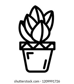 A broadleaf lady palm indoor plant for home decoration 
