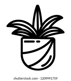 A broadleaf lady palm indoor plant for home decoration 