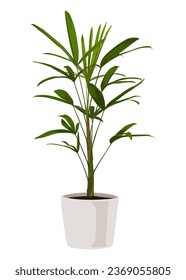 Broadleaf lady palm in a pot, Vector cartoon style, houseplant, Ornamental plant