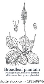 Broadleaf plantain. Vector hand drawn plant. Vintage medicinal plant sketch.