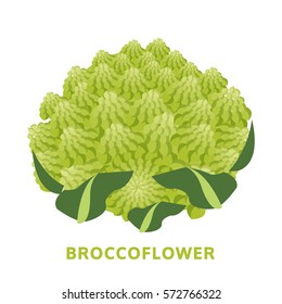 broccoflower illustration, isolated vegetable vector