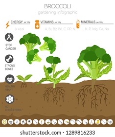 Broccoli repolho benéfico características modelo gráfico. Jardinagem, agricultura, infográfico, como ele cresce. Design de estilo plano. Ilustração vetorial