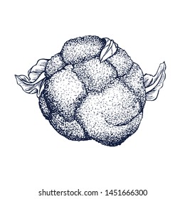 Broccoli Cabbage botanical hand drawn Isolated vector illustration. Organic vegetarian product. Broccoli symbol applicable for restaurant menu or packaging, label, poster, print. Engraving.