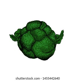 Broccoli Cabbage botanical hand drawn Isolated vector illustration. Organic vegetarian product. Broccoli symbol applicable for restaurant menu or packaging, label, poster, print. Engraving.