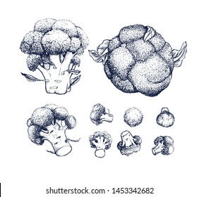 Broccoli Cabbage collection botanical hand drawn Isolated vector illustration. Organic vegetarian product. Broccoli set applicable for restaurant menu or packaging, label, poster, print. Engraving