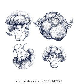 Broccoli Cabbage collection botanical hand drawn Isolated vector illustration. Organic vegetarian product. Broccoli set applicable for restaurant menu or packaging, label, poster, print. Engraving
