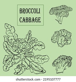 Broccoli cabbage doodle set on white background.