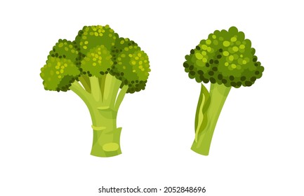 Broccoli Cabbage as Edible Green Plant with Stalk and Flowering Head Vector Set