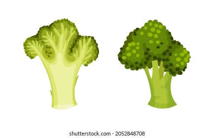 Broccoli Cabbage as Edible Green Plant with Stalk and Flowering Head Vector Set