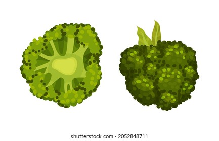 Broccoli Cabbage as Edible Green Plant with Stalk and Flowering Head Vector Set