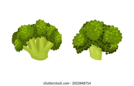 Broccoli Cabbage as Edible Green Plant with Stalk and Flowering Head Vector Set