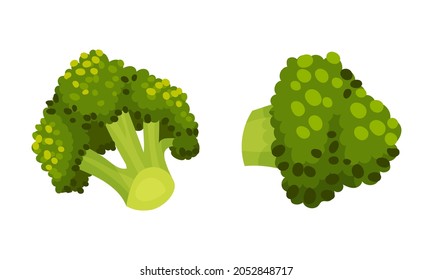 Broccoli Cabbage as Edible Green Plant with Stalk and Flowering Head Vector Set