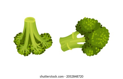 Broccoli Cabbage as Edible Green Plant with Stalk and Flowering Head Vector Set